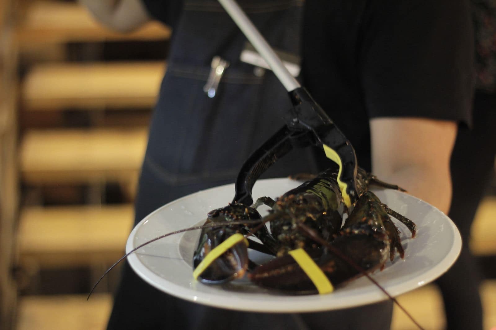 Bogavante vivo