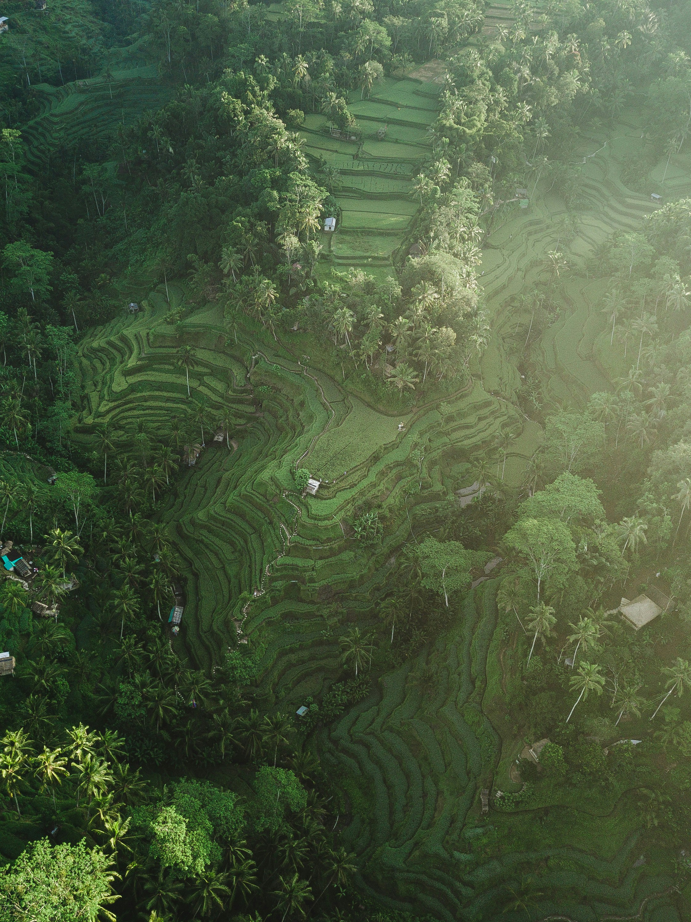 Bali Rice Terraces
