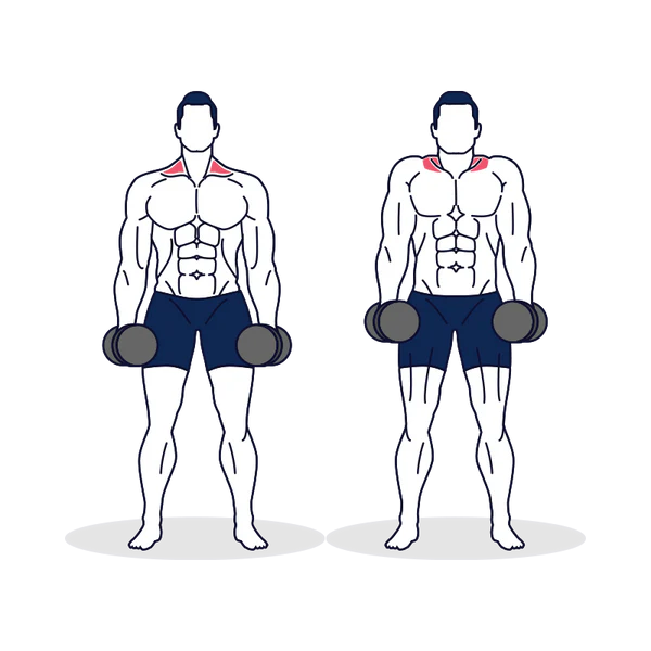 Dumbbell Shrugs Image