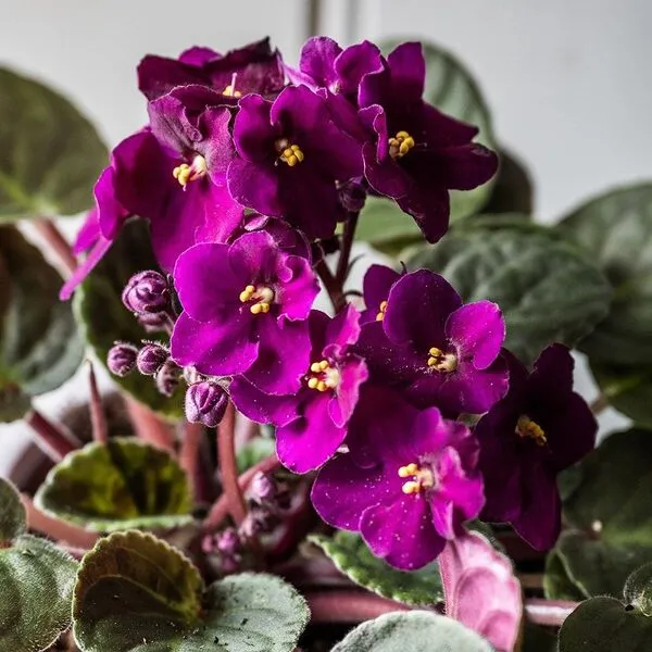 1. African Violet (Saintpaulia)