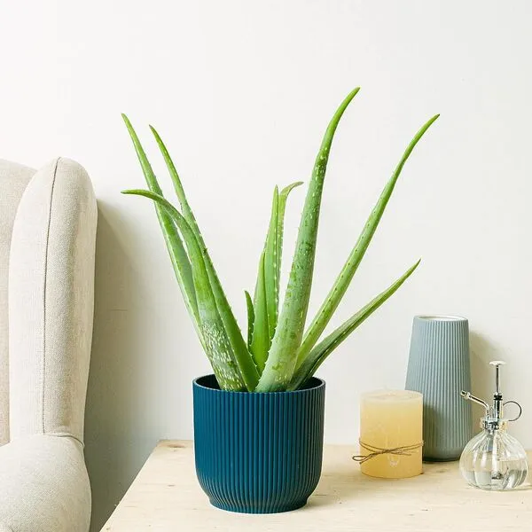 1. Aloe Vera (Aloe barbadensis miller)