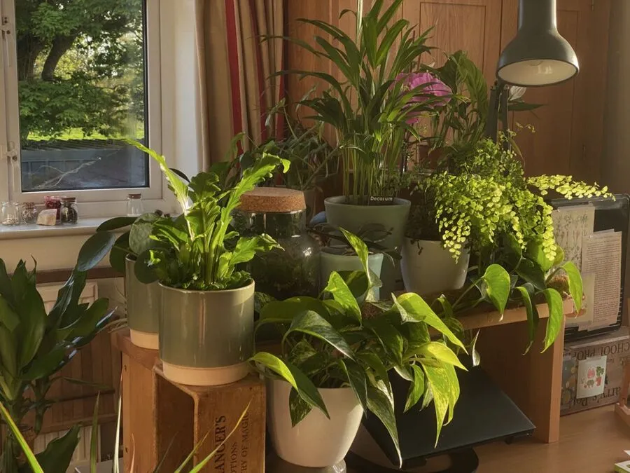 Grow Happier at Home with the Best Indoor Plants