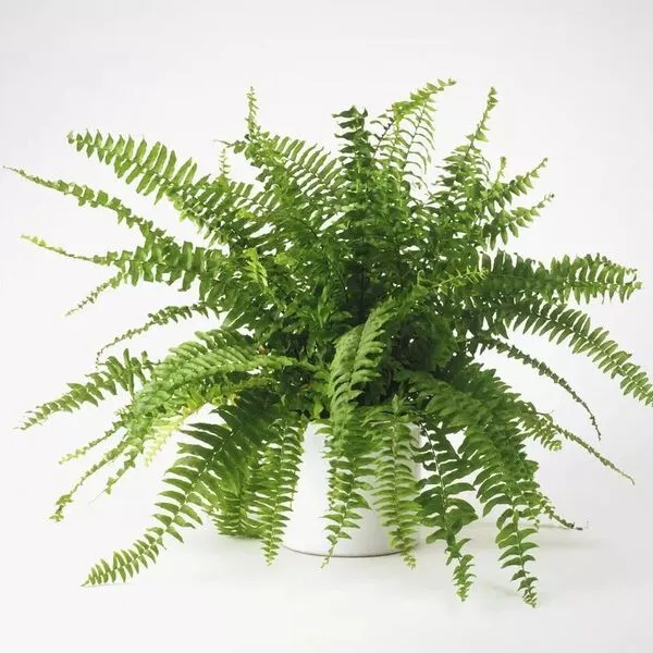 3. Boston Fern (Nephrolepis exaltata)