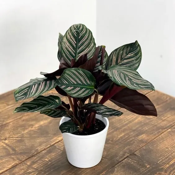 1. Calathea (Calathea spp.)