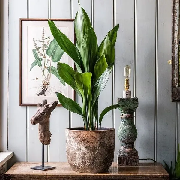 3. Cast Iron Plant (Aspidistra elatior)