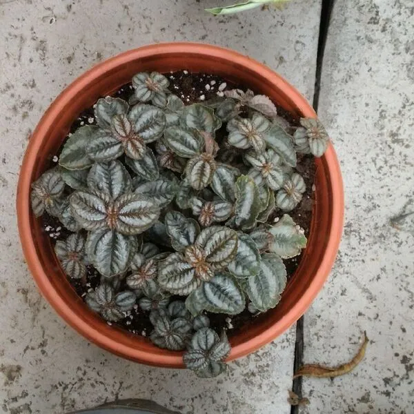 3. Friendship Plant (Pilea involucrata)