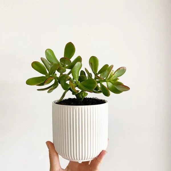2. Jade Plant (Crassula ovata)