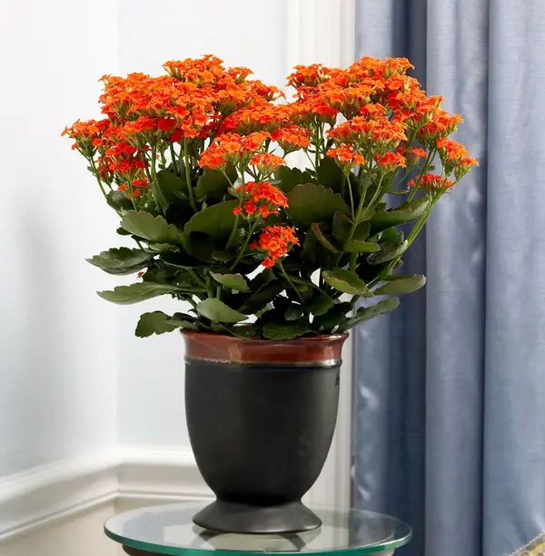 3. Kalanchoe (Kalanchoe blossfeldiana)
