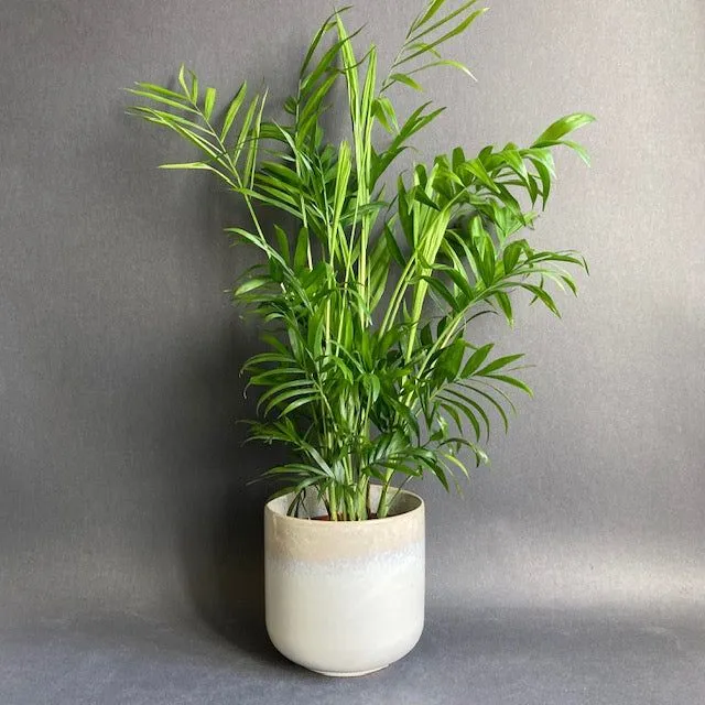 2. Parlor Palm (Chamaedorea elegans)