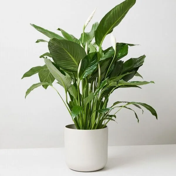 3. Peace Lily (Spathiphyllum)