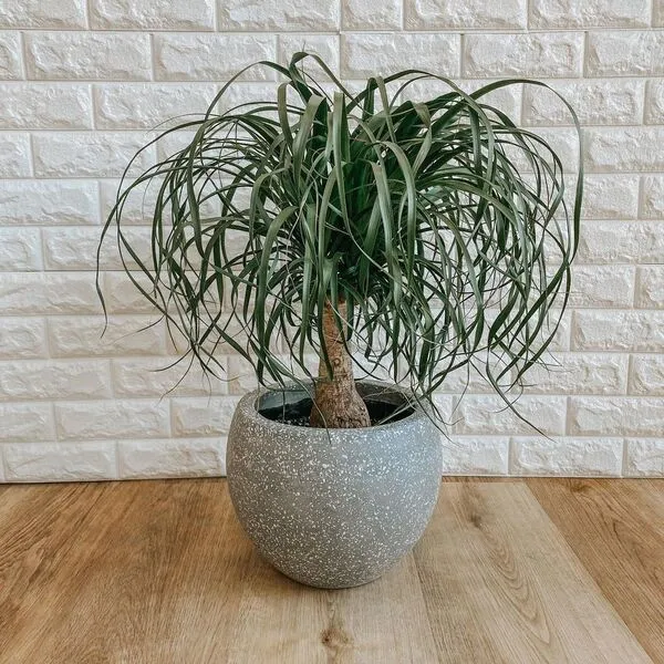 3. Ponytail Palm (Beaucarnea recurvata)