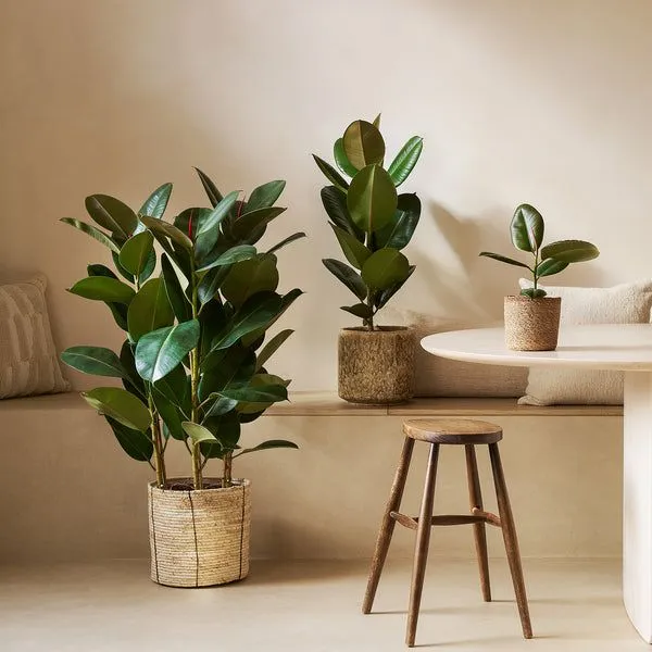 2. Rubber Plant (Ficus elastica)