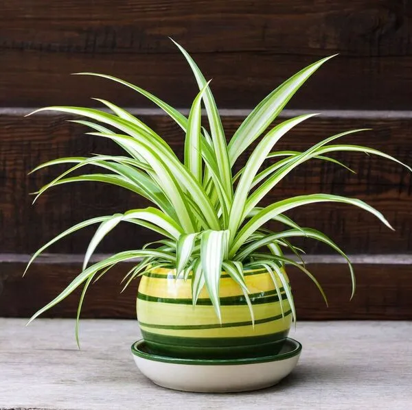2. Spider Plant (Chlorophytum comosum)