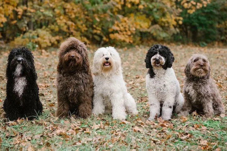 Barbet dog image