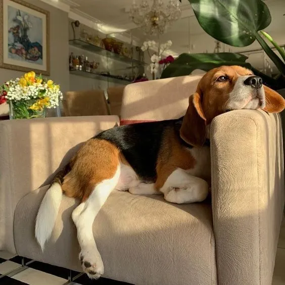 Beagle dog