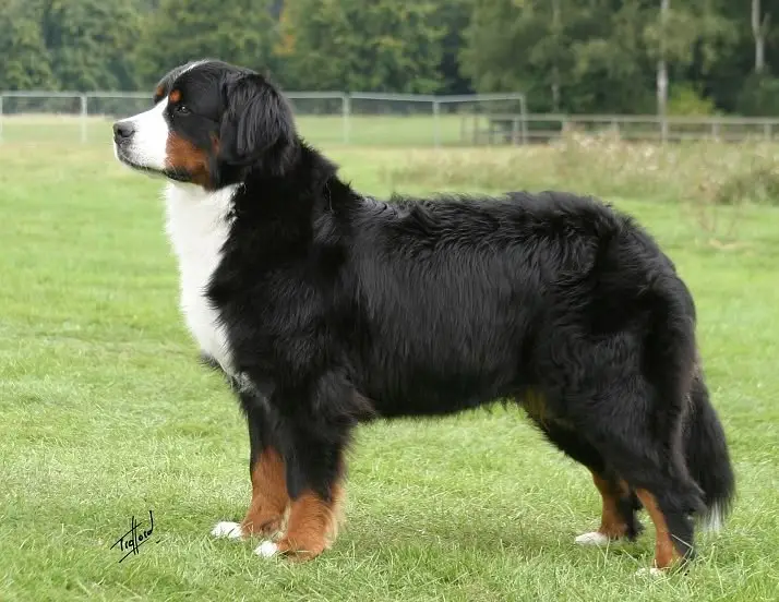 Bernese Mountain Dog dog image