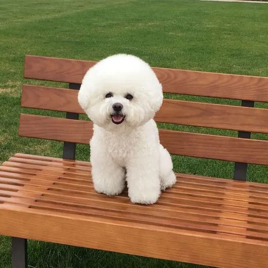 Bichon Frise dog