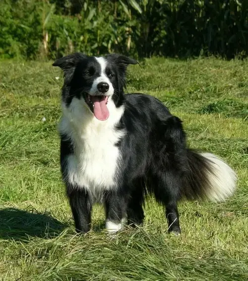 Border Collie dog image
