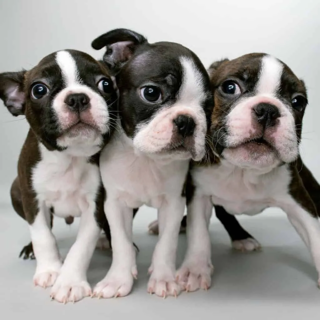 Boston Terrier dog