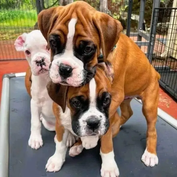 Boxer dog