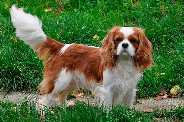 Cavalier King Charles Spaniel dog