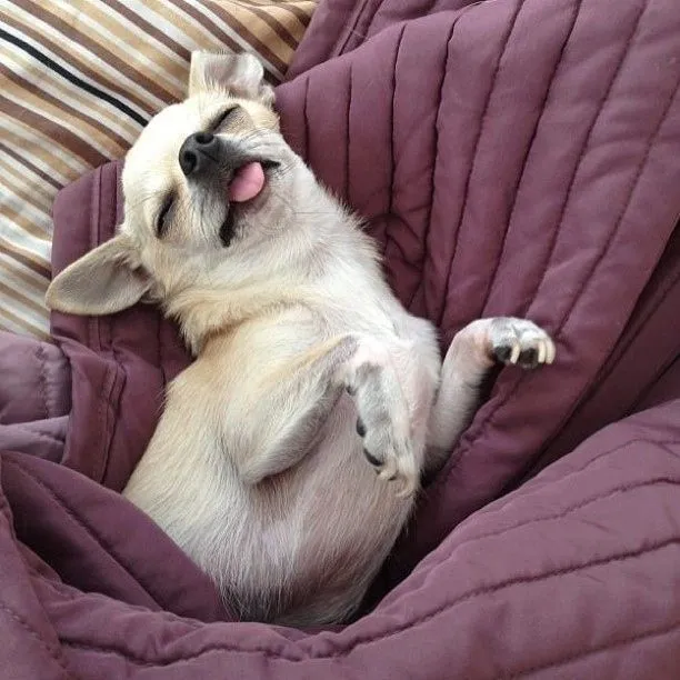Chihuahua dog