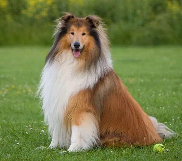 Collie dog