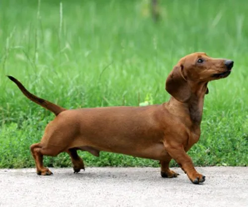 Dachshund dog