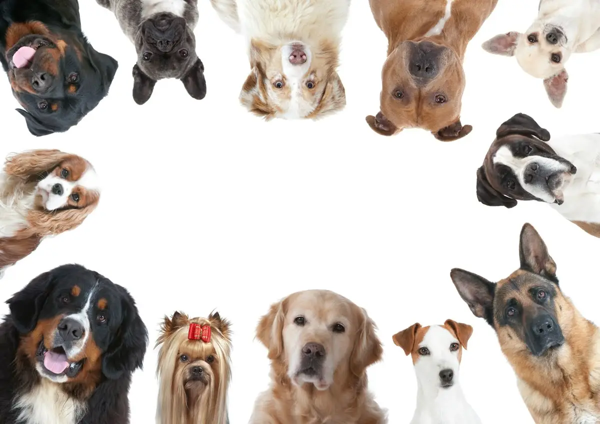 Different Dog Breeds Image