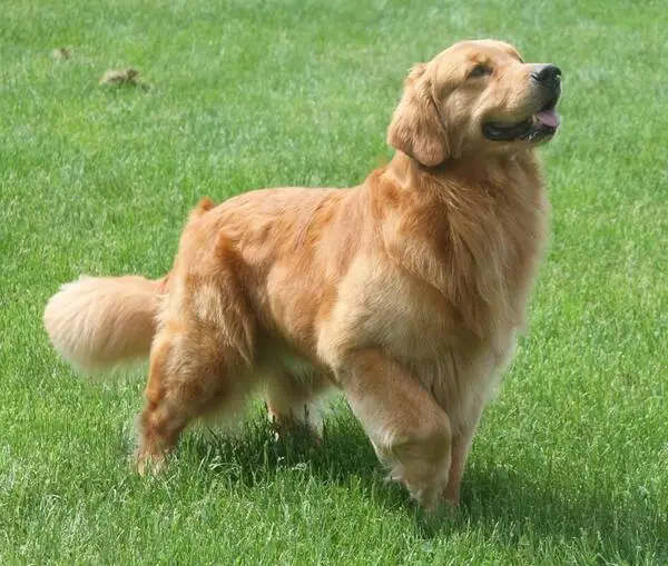 Golden Retriever