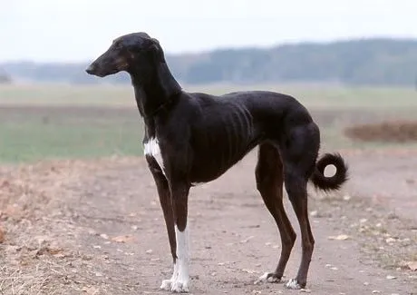 Greyhound dog
