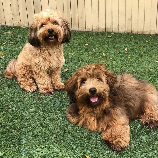 Havanese dog