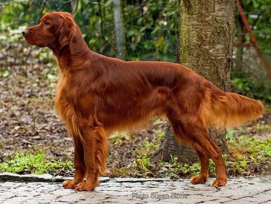 Irish Setter dog