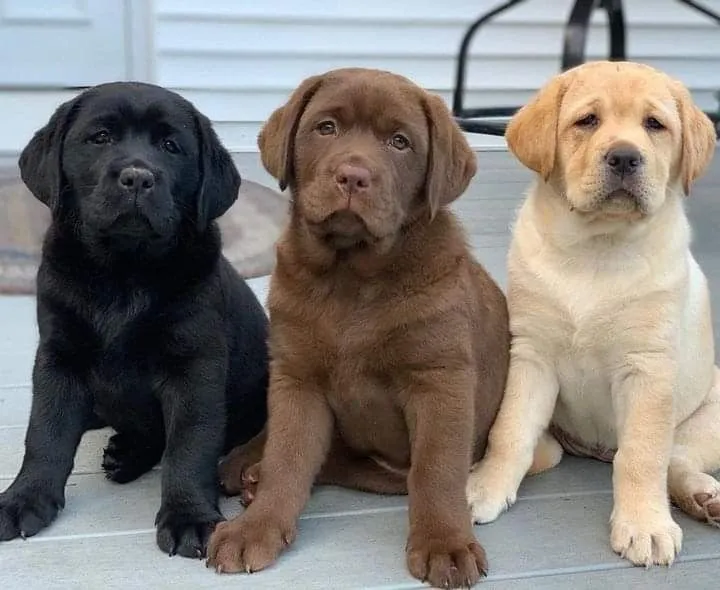 Labrador Retriever