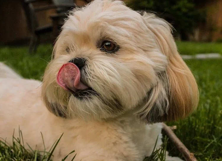 Lhasa Apso dog