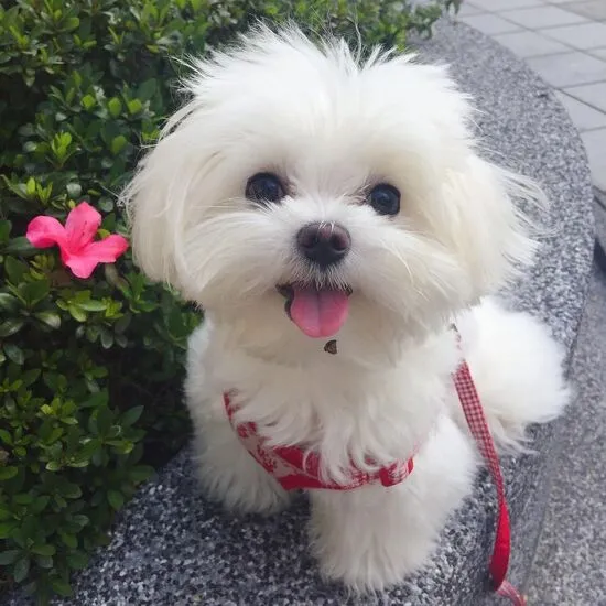 Maltese dog
