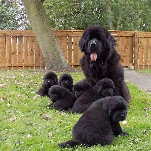 Newfoundland dog