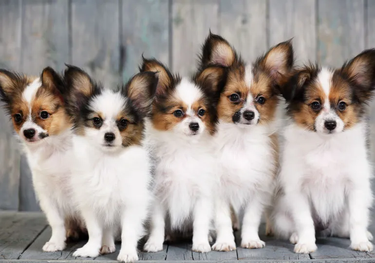 Papillon dog