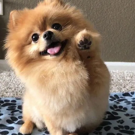 Pomeranian dog