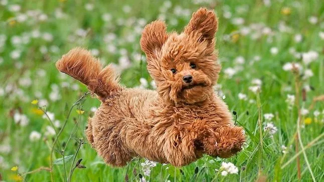 Poodle