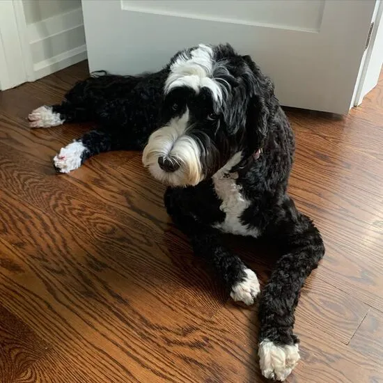Portuguese Water Dog