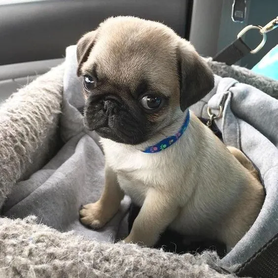 Pug dog