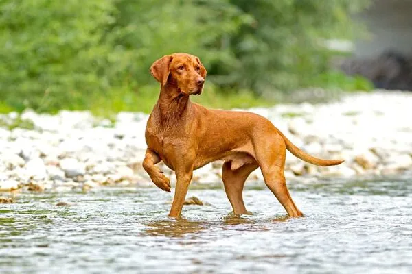 Vizsla dog image