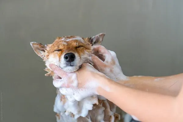 Dog taking a bath with dog shampoo image