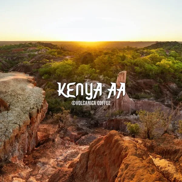 Kenyan AA Coffee Bean