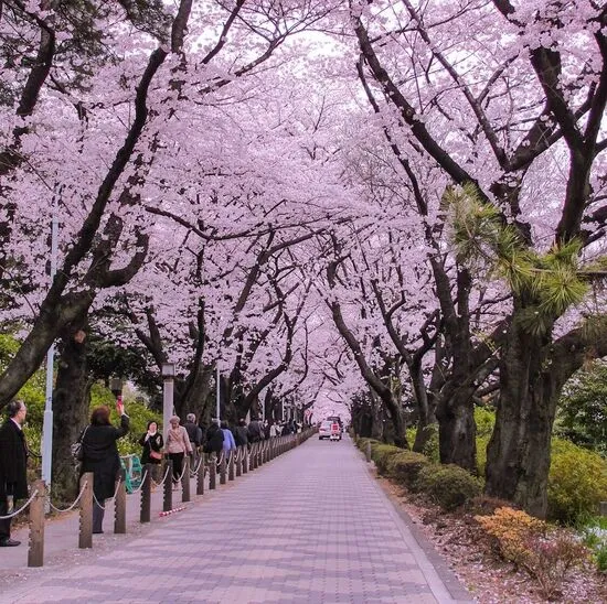 What Makes a Hotel Stay in Tokyo Different?