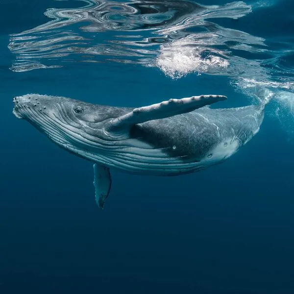 Whale Watching in Hawaii