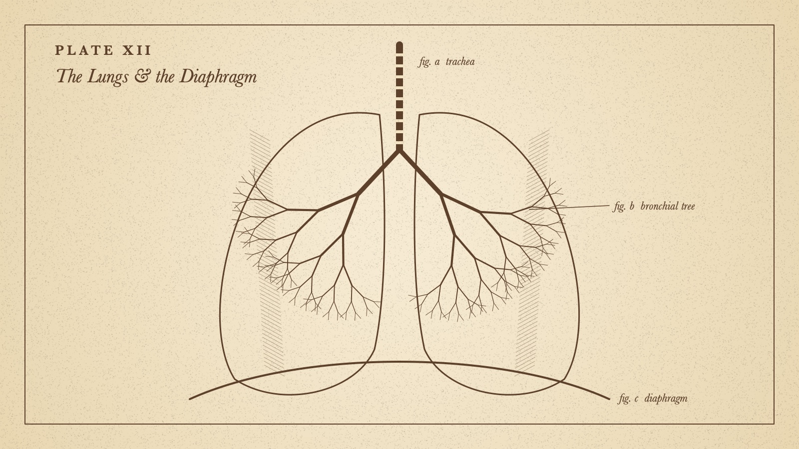 A vintage anatomical engraving in sepia ink on aged parchment: a pair of lungs drawn as branching trees, with fine cross-hatching and small labels.
