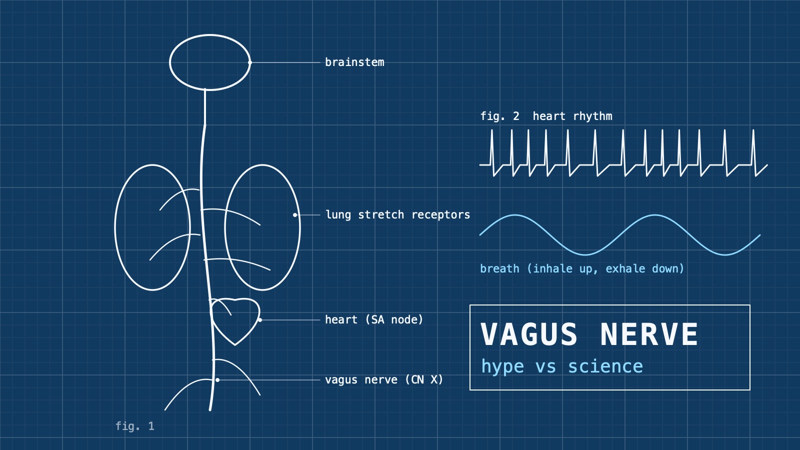 A blueprint-style scientific drawing in white lines on deep navy: a branching nerve runs from the brainstem past the lungs and heart, beside a heart rhythm trace, with small handwritten annotations.