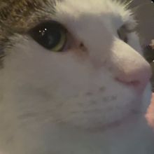 meow